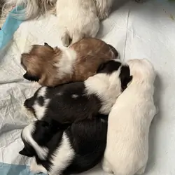 Adorable Shih Tzu puppies