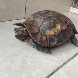 Over 30 years Female Tortoise for Sale
