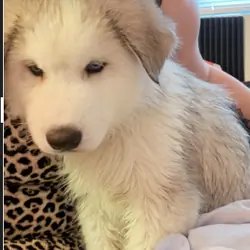 Siberian Husky Puppies – 8 Weeks Old