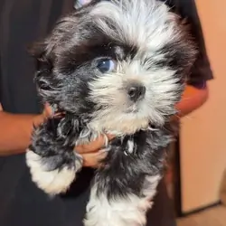 12 week old Female shihtzu.