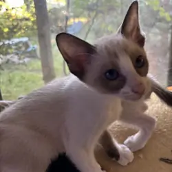Harmony Grace Beautiful Snowshoe Siamese kittens