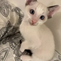 Beautiful Snowshoe Siamese kittens