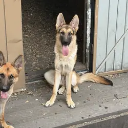 Sheperd Pup