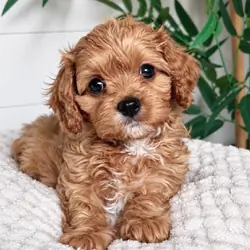 Gorgeous cavapoo puppies