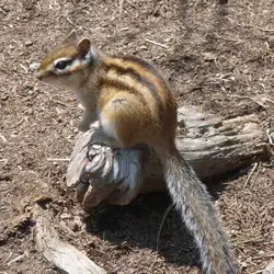 Siberian Chipmunk as Pets