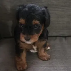 Yorkiepoo