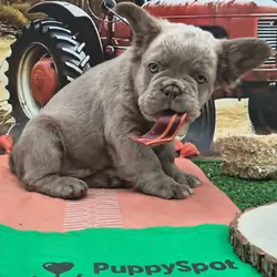 Outstanding French Bulldog