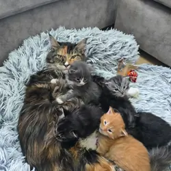 Pedigree Maine Coons