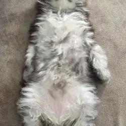 Pedigree Maine Coons