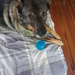 Playful German Shepherd mix