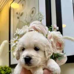 Beautiful English Cream Golden Retriever Puppies