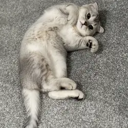 3-Month-Old Scottish Fold Kitten