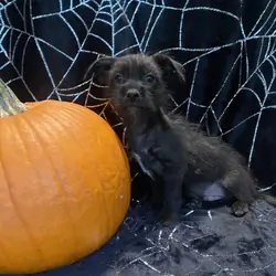 Chihuahua yorkie