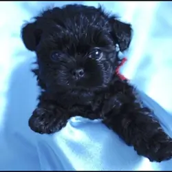 Affenpinscher puppies for sale