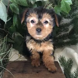Yorkie puppies for sale in Michigan  Contact Brand