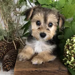 Yorkiepoo puppies for sale in Michigan  Contact Br