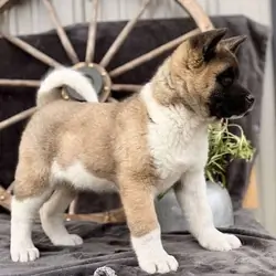 American Akita