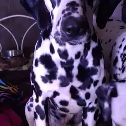 Dalmatian 3 yrs old