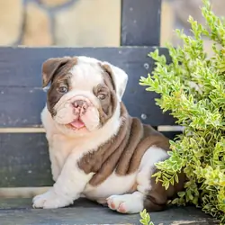 American Bulldog Puppy