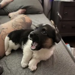 Corgi puppy