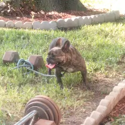 French bulldog