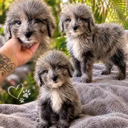 Aussie Poo