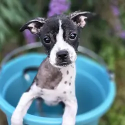 Boston Terrier Mix