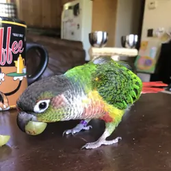 Green Cheek Conure with Cage, toys, food
