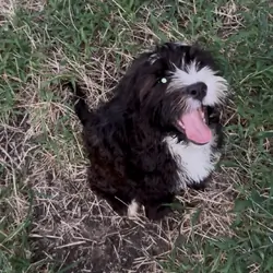 Adorable Bailey Shih Poo puppy
