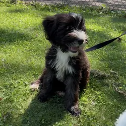 Adorable Bailey Shih Poo puppy