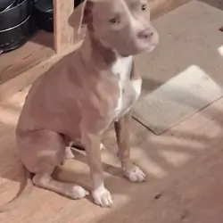 Red nose pit puppies