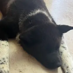 3 akitas
