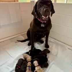 Labrador Retriever puppies