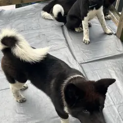 3akita pups 4 months old text 8145721243