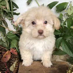 Pomapoo puppies for sale in Michigan  Contact Bran