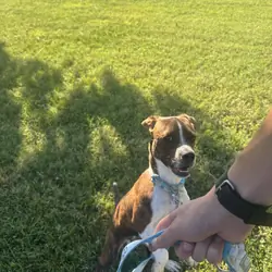 Tucker - 5 month old Boston terrier beagle-boggle