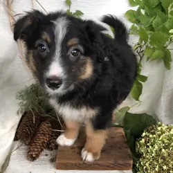 Aussie/English shepherd mix puppies for sale in Mi