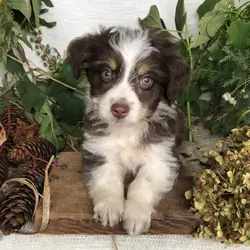 Aussiedoodle puppies for sale in Michigan  Contact
