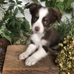 Mini Aussie puppies for sale in Michigan  Contact