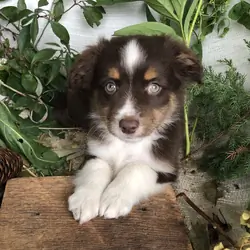 Mini Aussie puppies for sale in Michigan  Contact