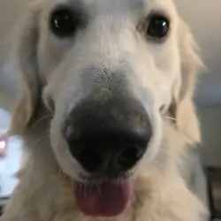 English Cream Golden Retriever