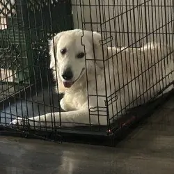 English Cream Golden Retriever