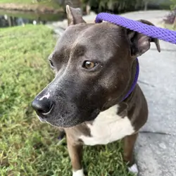 Female Staffy