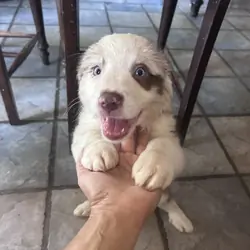 Australian Shepherd Puppies