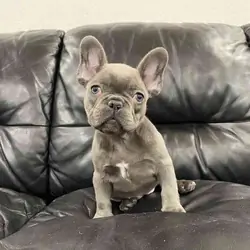 French Bulldog Puppies Available