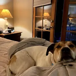 Rehoming Dog