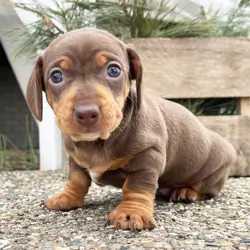 Miniature Dachshund Puppies Available