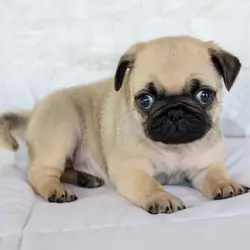 Oustanding Akita Puppies