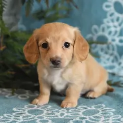 Lovely Chihuahua Puppy