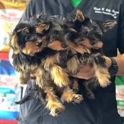 Yorkie Puppies Available